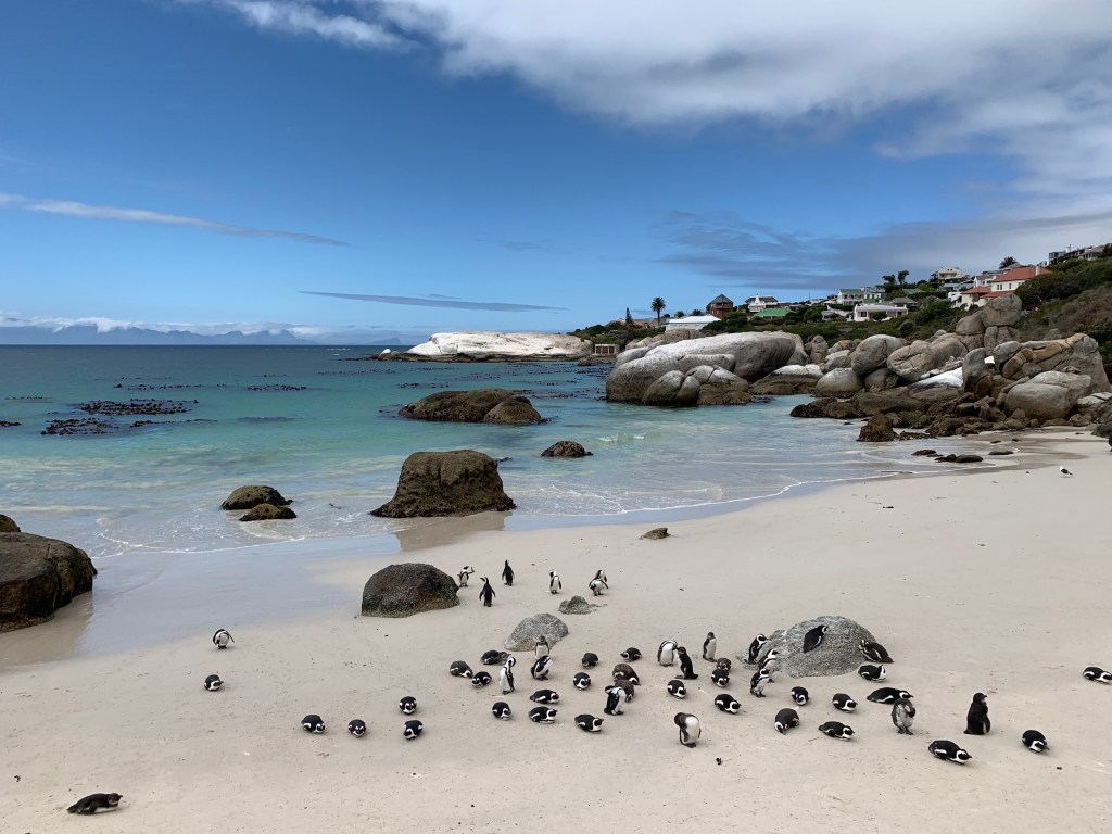 Penguins on the beach at Simon's Town, South Africa