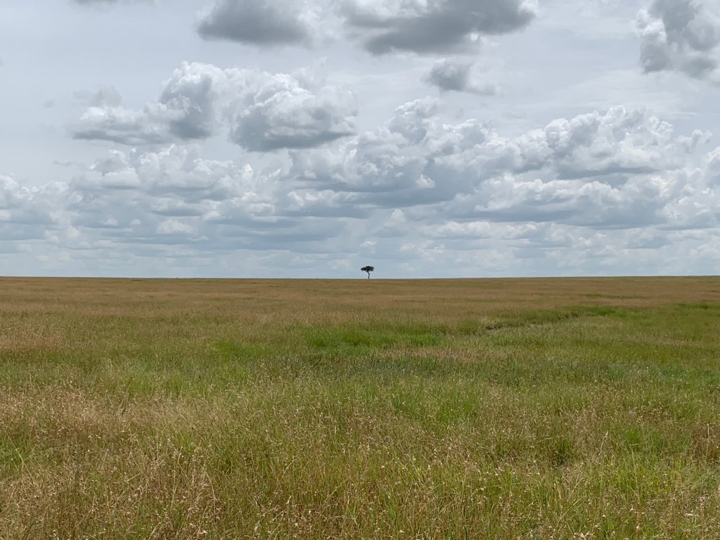 A lone tree in a sea of grass (Serengeti)