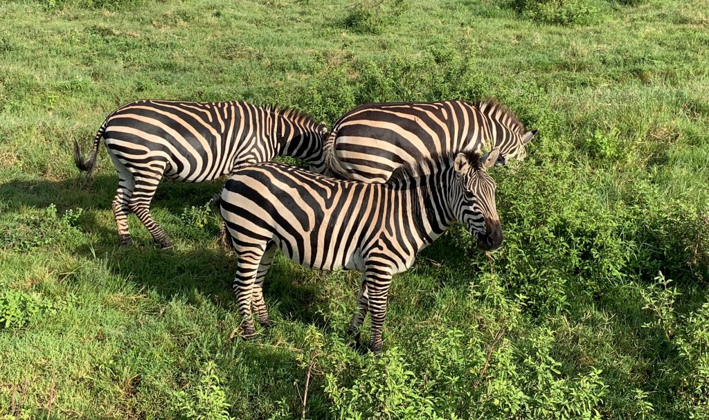 3 zebras