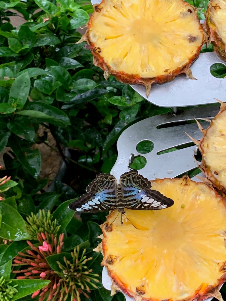 Butterflies feeding on pineapple at Singapore Changi airport's butterfly garden.