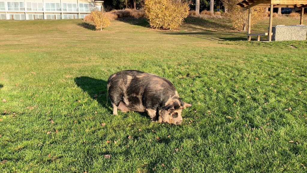 Penelope the Pig grazing in Te Anau